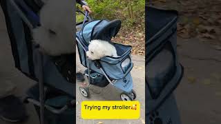 Winter our Bichon in stroller bichonlove bichonfrise pets cute puppy [upl. by Adyeren]