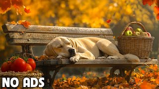 12 Hours Dog Calming Music For Dog 💖 Stress Relief Music Relaxing Sleep Music 💖dog music no ads [upl. by Sisely704]