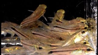 Corydoras pygmaeus The Pygmy Cory Species Spotlight [upl. by Hock]