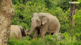 quotNatures Gentle Giants A Friendly Encounter Between Wild Elephantsquot Elephant soul [upl. by Nigrom]