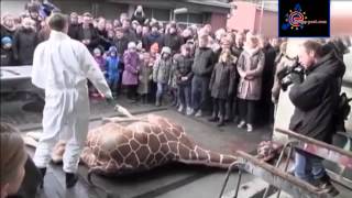 Giraffe slaughtered at Copenhagen Zoo and fed to other animals YouTube [upl. by Ailama307]