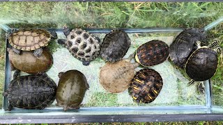 Releasing the Turtles in the Outdoor Pond [upl. by Etsirhc]