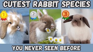 Discover the Top 10 Cutest Rabbit Species You Never Knew Existed  JunglePals Tv animals pets [upl. by Aseyt]