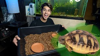 BABY TORTOISE HOME UNDER 100  Pet Tortoise [upl. by Eytak590]