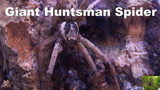 Giant Huntsman Spider Heteropoda Venatoria [upl. by Elohcan]