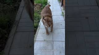 Marsel Welcomes Mom with Happy Voice lynx bigcat [upl. by Borries]