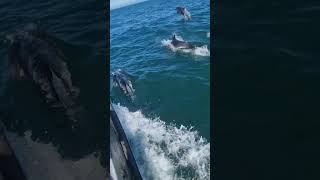 DOLPHINS JOINED US WHEN COMMERICAL FISHING FOR LANGOUSTINES [upl. by Klinger]