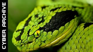 15 Most Venomous Snakes in the World [upl. by Aaberg136]