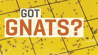 Fungus Gnats  How To Get Rid of Them [upl. by Pavior]