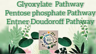 Glyoxylate Pathway Pentose Phosphate Pathway and EntnerDoudoroff Pathway [upl. by Shaughnessy974]