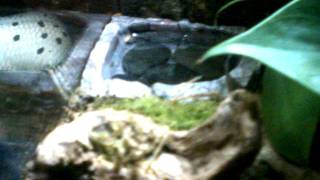 New 12 x 12 x 18 Exo Terra Terrarium Vivarium for Dart Frog  Azureus Pair [upl. by Oel613]