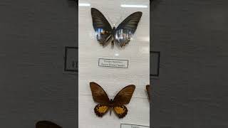 Unique Collection of Tropical Butterflies Lepidoptera giants of genus Ornithoptera Museum in Kyiv [upl. by Arahahs]