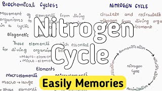 Nitrogen Cycle  Ammonification  Nitrification [upl. by Janella]