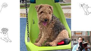 Welsh Terrier Pros and Cons Price How to choose Facts Care History [upl. by Cynthea505]