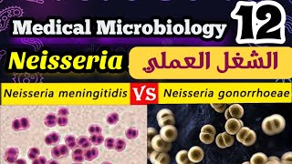 Difference between Neisseria gonorrhoeae and meningitidis شرح بالعربي [upl. by Maddi312]