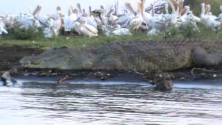 Crocodiles on Lake Chamo [upl. by Schilling]