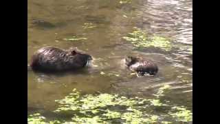 Coypu France [upl. by Secrest]