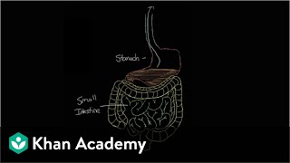 What is gastroenteritis  Gastrointestinal system diseases  NCLEXRN  Khan Academy [upl. by Stevie]