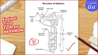 Nephron diagram drawing CBSE  easy way  draw structure of nephron  Step by step [upl. by Sylirama941]