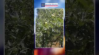 Royal Apple  Gala Apple  August season Ripening  export  Manali  seasonal fruit Himachal [upl. by Butterfield299]