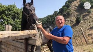 Il cavallo ruffiano alla stazione di monta Ciccaldo di San Fratello [upl. by Jessamyn158]