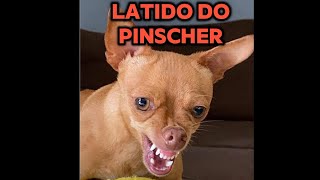 Latido do Pinscher Latindo [upl. by Nivaj]