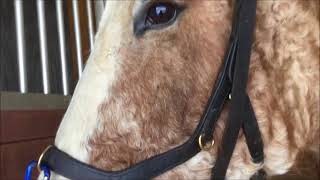 MICKLEM MULTIBRIDLE  4 WAYS TO USE IT [upl. by Trevor]