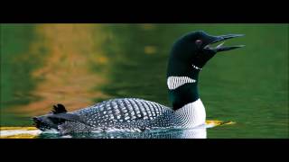 Loon Call Ringtone  Ringtones for Android  SFX [upl. by Inalan265]