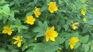 St Johns Wort Plant Profile [upl. by Ayaet]