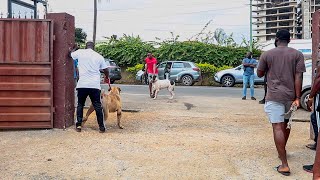 Bully Kutta tries to fight Big Boerboel at Dog Show [upl. by Ynnod15]