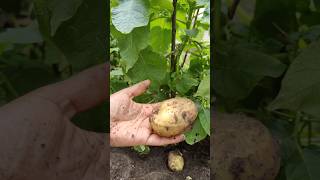 💥France வீட்டு தோட்டத்தில first உருளைக்கிழங்கு 🥔🥳 shorts shortsfeed food gardening potato [upl. by Ahsele]