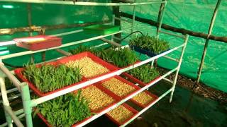 Hydroponic fodder System Homemade [upl. by Perla241]