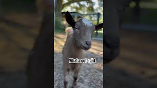 Baby goat Evie is the CUTEST dwarf goat goats babyanimals shorts [upl. by Ilak]