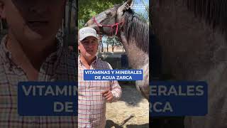 Vitaminas y minerales para caballo caballo caballos aguazarca shorts horses [upl. by Buzzell786]