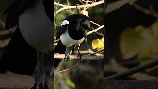 Smartlooking Magpie scanning the ground birds [upl. by Lorene920]