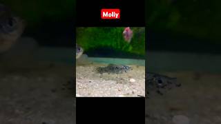 Dalmatian Molly fish molly dalmatianmolly [upl. by Atnwahsal]