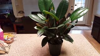 14 tips to take care of a rubber plant  Donna Joshi [upl. by Llenahs]