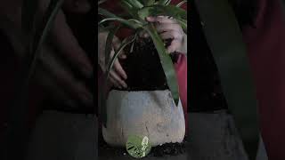 Repotting Guzmania Lingulata from a TooSmall Pot  ASMR Plant Rescue asmr plants indoorplant [upl. by Weissberg]