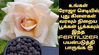 How to use DAP fertilizer for rose plants in tamilBest fertilizer for rose plants in tamil [upl. by Naanac]