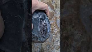 Quality fossils at Saltwick Bay whitby  large hildoceras ammonite fossilhunting [upl. by Nessaj]