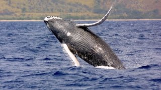 Apareamiento de las ballenas francas en la Patagonia Argentina [upl. by Healy]