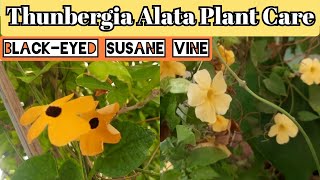 Thunbergia Alata plant care and propagation Blackeyed Susane vine shade loving flowering plant [upl. by Riada774]