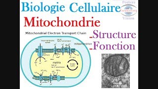 La Mitochondrie Role Fonction Structure ADN Biologie cellulaire [upl. by Mistrot387]