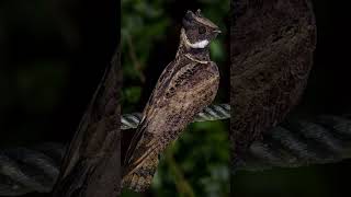 Great Eared Nightjar [upl. by Woolcott]