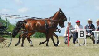 Concours dattelage par lassociation quotAttelage Tarnaisquot [upl. by Loos]