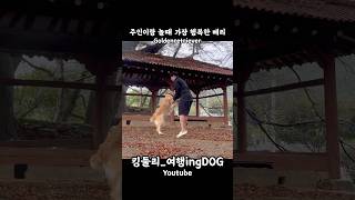 주인이랑 놀때 가장 행복한 베리 골든리트리버 goldenretriever 시골집 시골생활 rusticity 강아지일상 shorts [upl. by Ardnuasal]