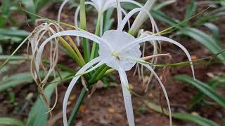 Flowers of Hymenocallis littoralis [upl. by Gytle436]