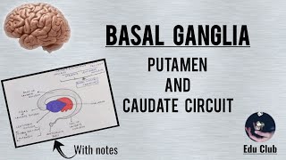 BASAL GANGLIA  Caudate And Putamen Circuit  Clinical Dysfunction  QNAPG [upl. by Reichert]