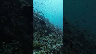 A cleaner fish cleans a Redtooth Triggerfish underwaterlife fish scubadiving lifeundersea [upl. by Bealle76]