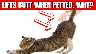 Why does your cat LIFT THE BUTT when petted [upl. by Twila]